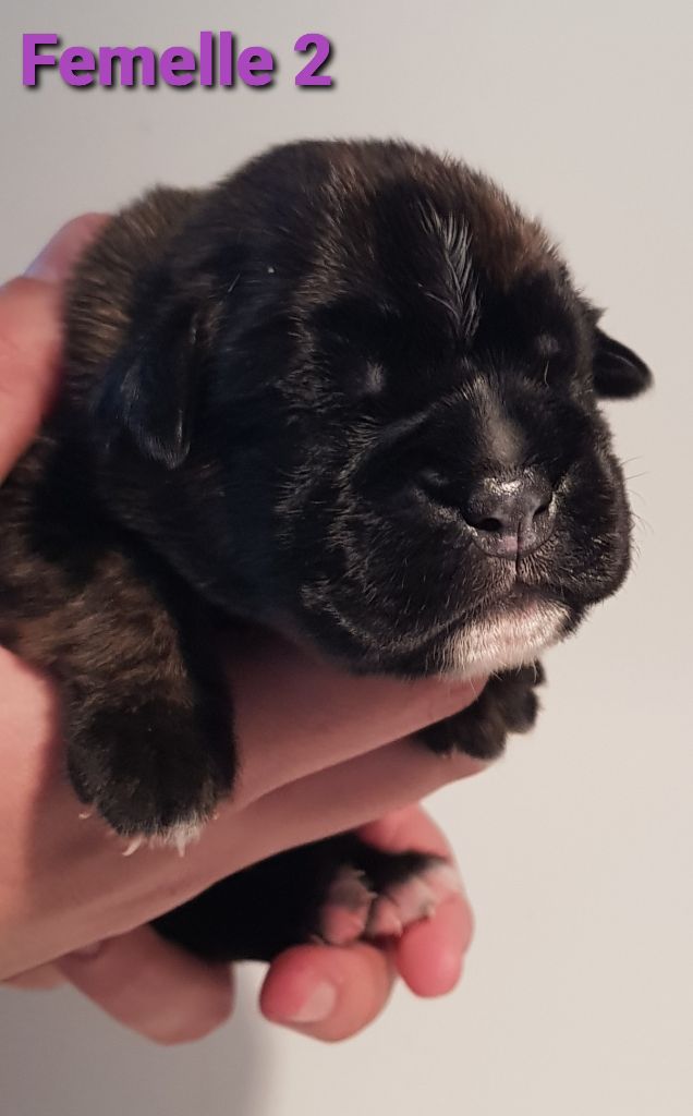 Du Domaine De Valny - Chiot disponible  - Boxer