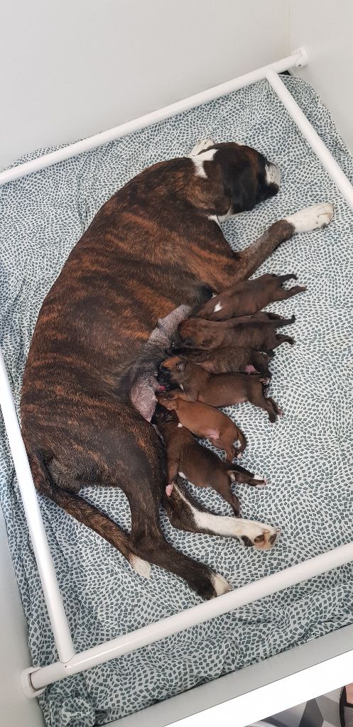 chiot Boxer Du Domaine De Valny