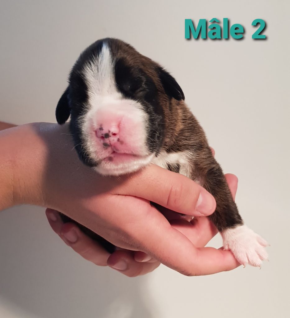 Du Domaine De Valny - Chiot disponible  - Boxer