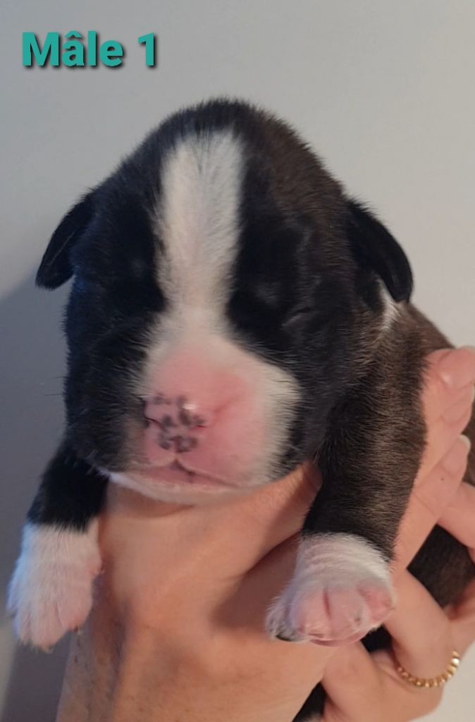 Du Domaine De Valny - Chiot disponible  - Boxer