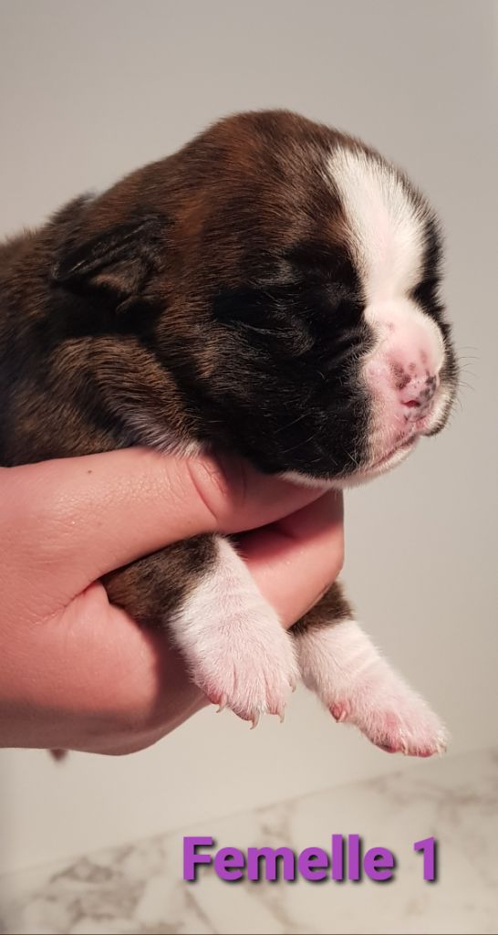 Du Domaine De Valny - Chiot disponible  - Boxer