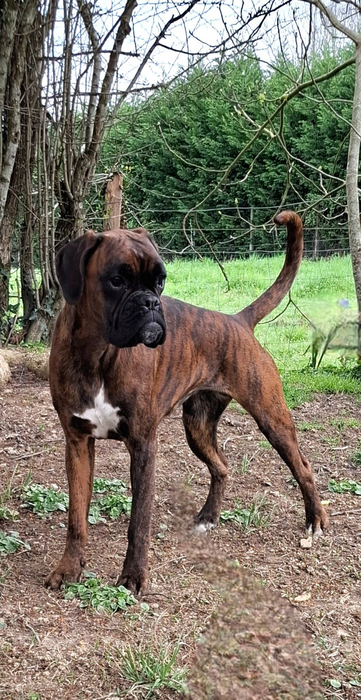 ANOUCK Du Domaine De Valny