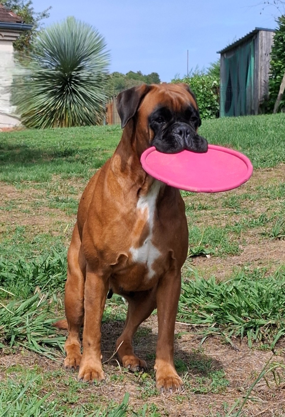 Saya cherche une famille pour écrire une nouvelle page de sa vie !