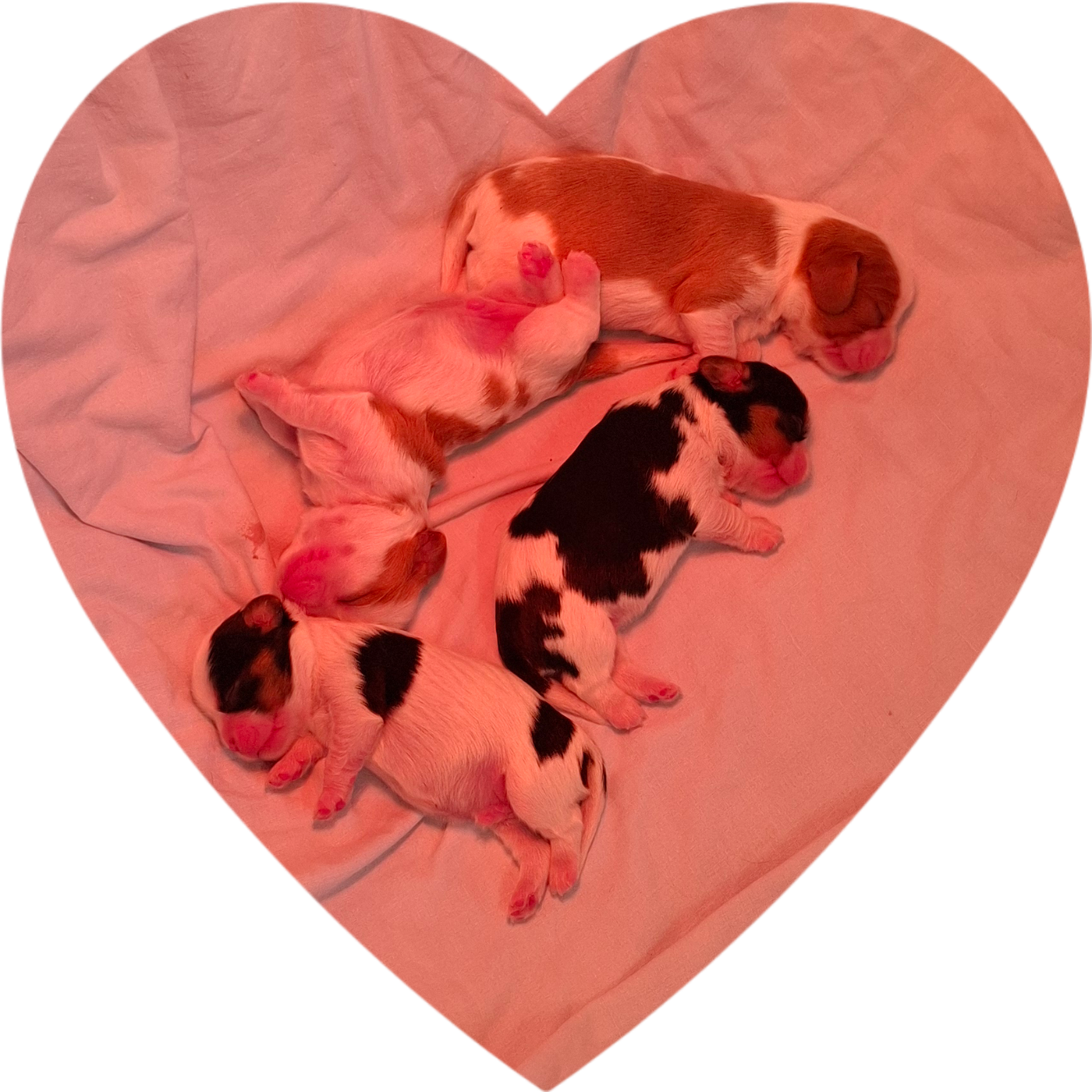 Les bébés de Victoria sont nés !
