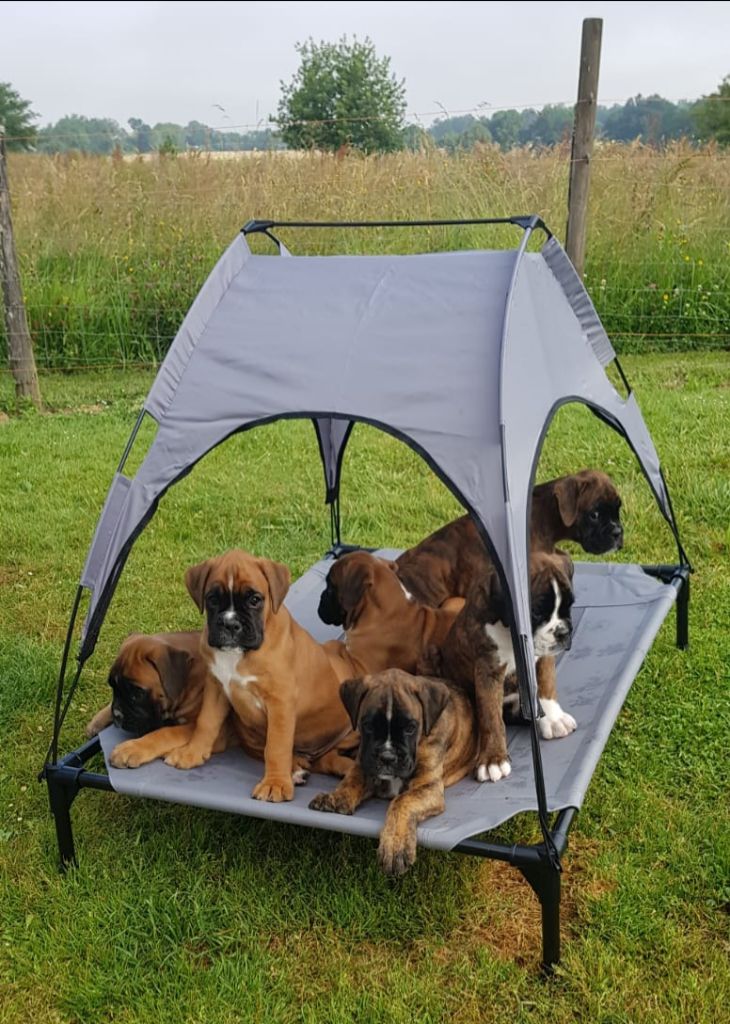 Du Domaine De Valny - Bébés à venir !