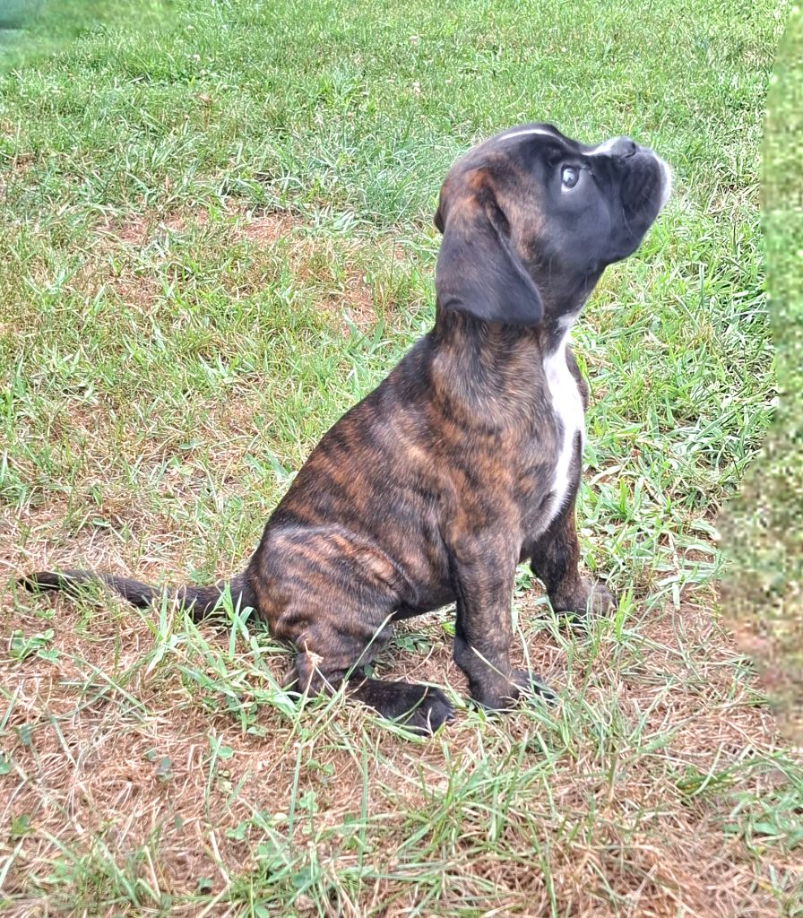 Du Domaine De Valny - ABBY attend sa famille pour la vie 