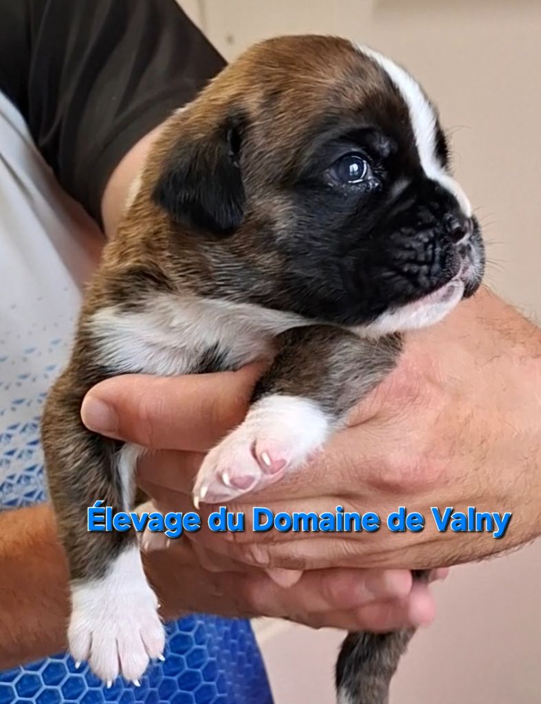Du Domaine De Valny - Chiots disponibles - Boxer