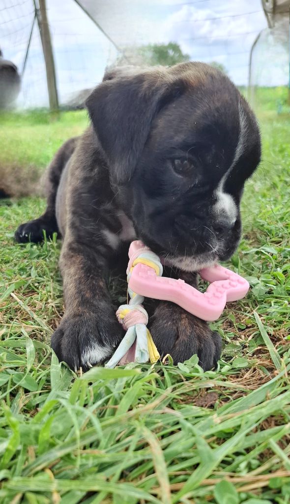 Du Domaine De Valny - Chiots disponibles - Boxer