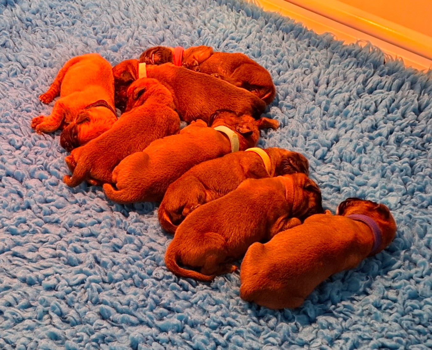 Du Domaine De Valny - Chiots disponibles - Boxer