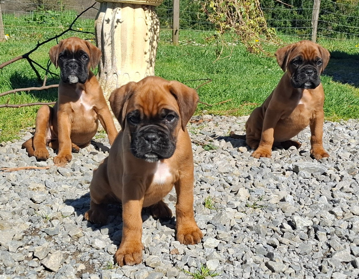 Du Domaine De Valny - Boxer - Portée née le 17/01/2026