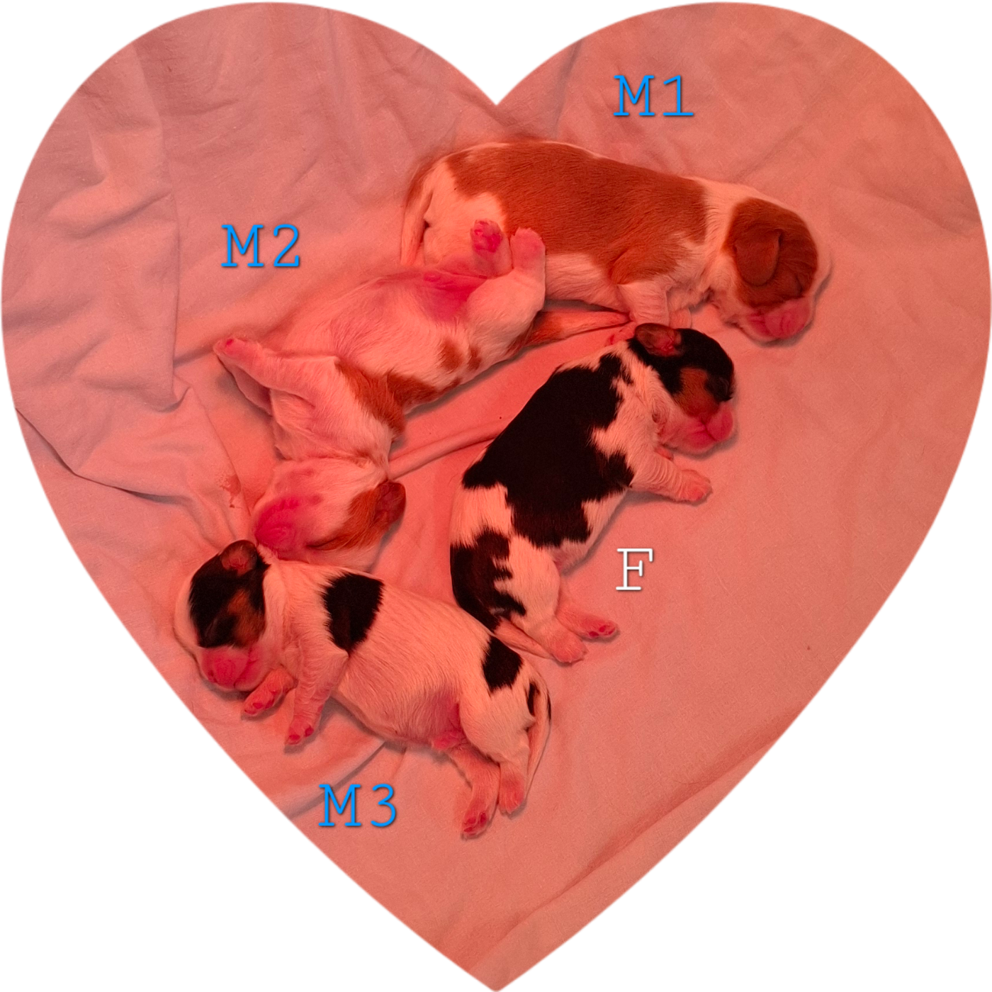 Du Domaine De Valny - Chiots disponibles - Cavalier King Charles Spaniel