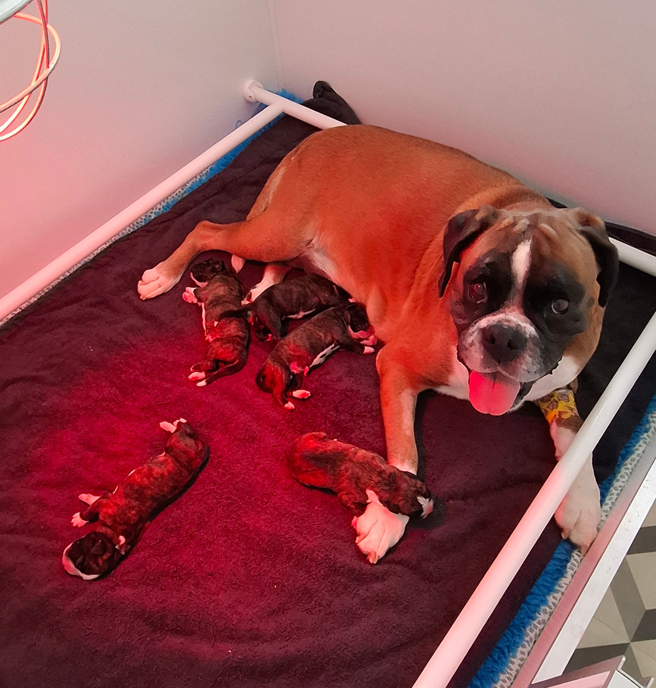 Du Domaine De Valny - Chiots disponibles - Boxer