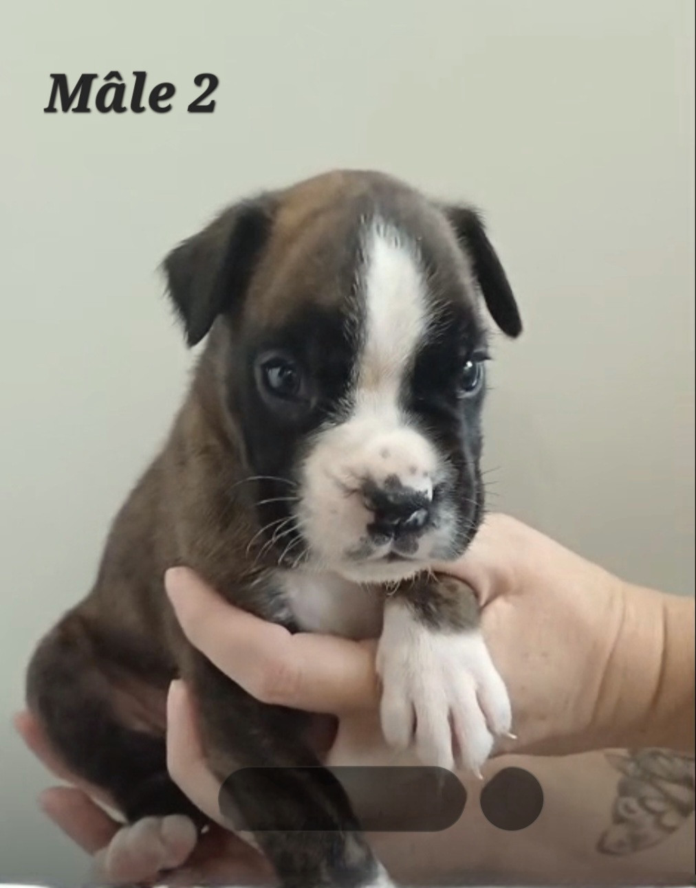 Du Domaine De Valny - Chiots disponibles - Boxer