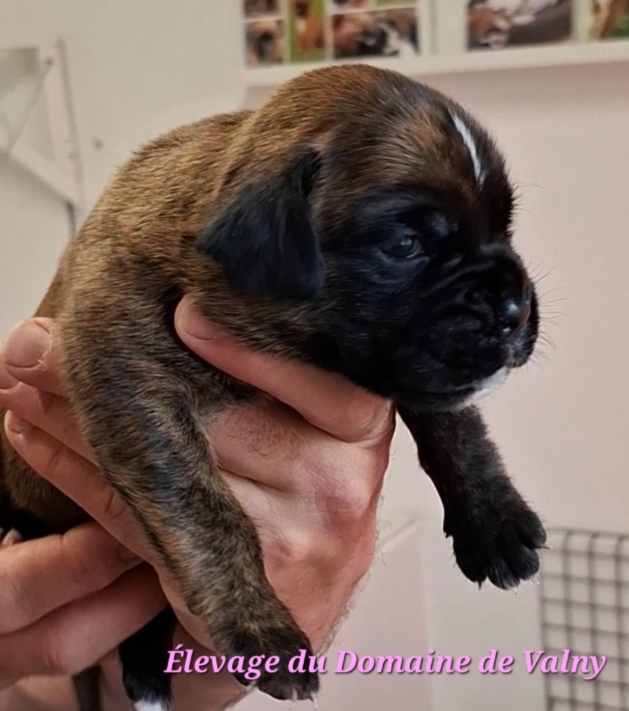 Du Domaine De Valny - Chiots disponibles - Boxer