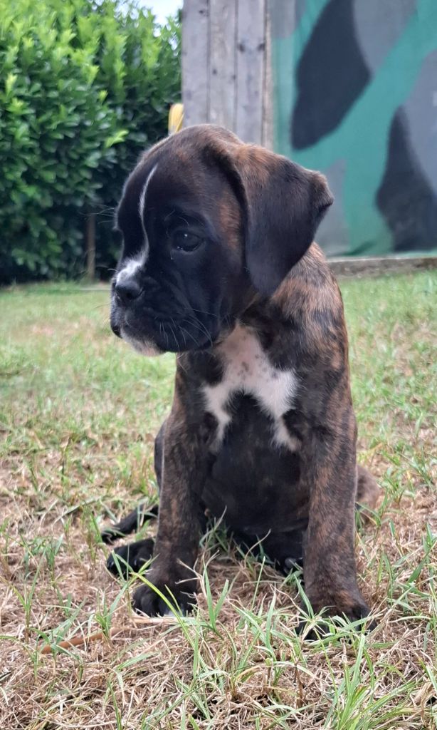 Du Domaine De Valny - Chiots disponibles - Boxer