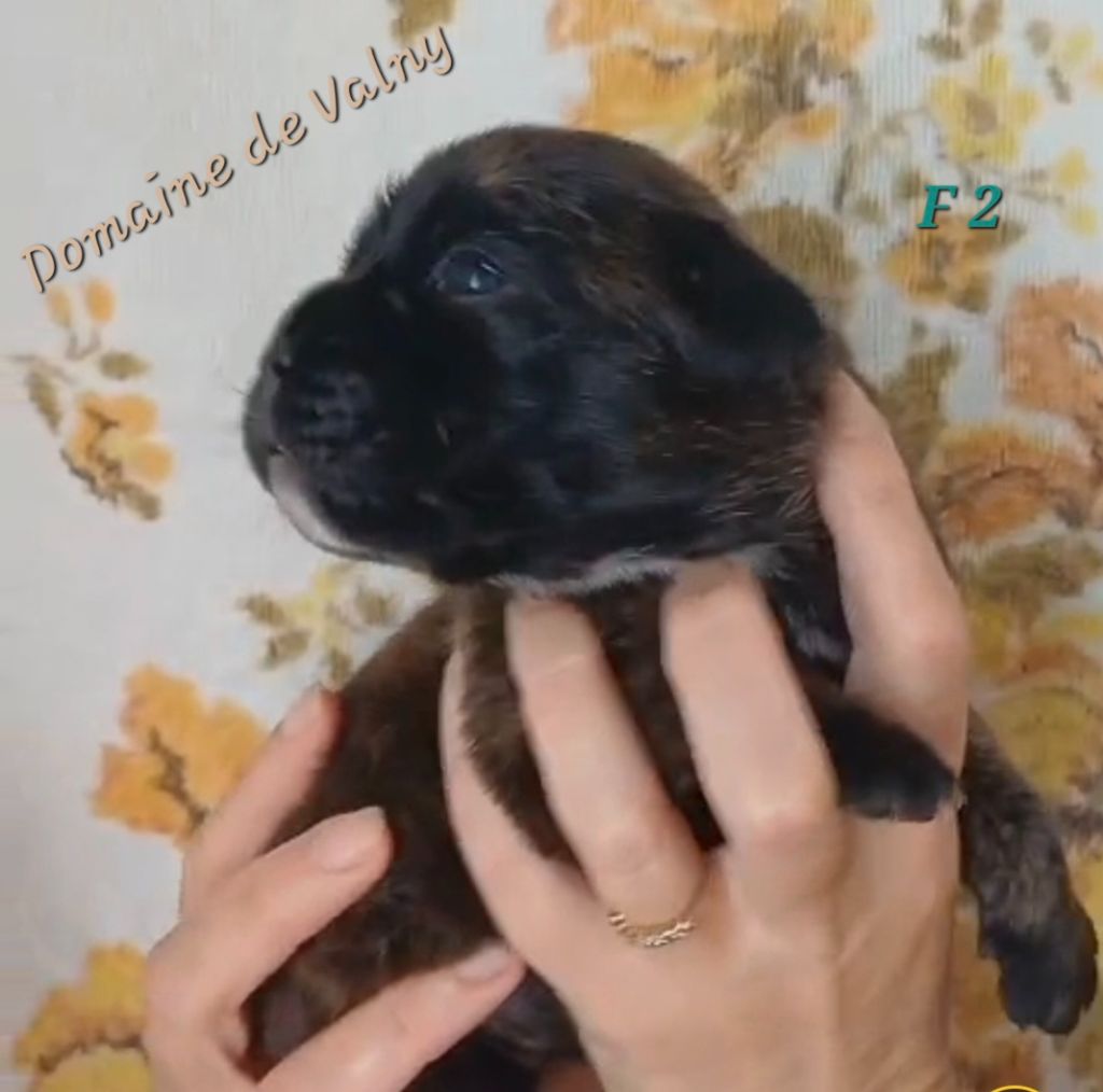 Du Domaine De Valny - Chiots disponibles - Boxer