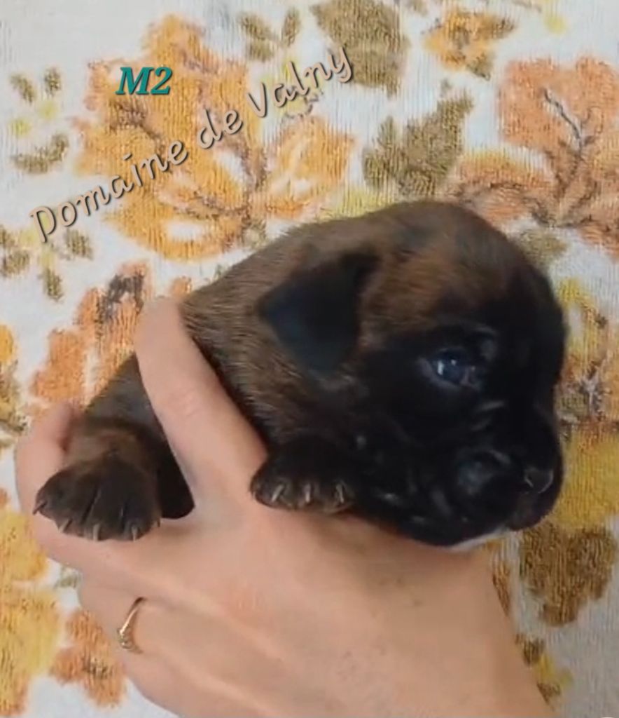 Du Domaine De Valny - Chiots disponibles - Boxer
