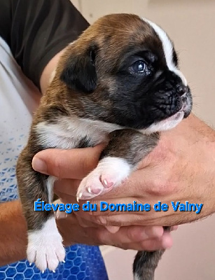 CHIOT Mâle 2