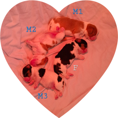 CHIOT 2