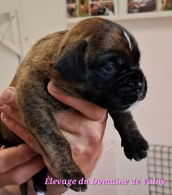 CHIOT Femelle 1