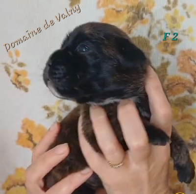 CHIOT Femelle 2