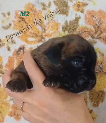 CHIOT Mâle 2