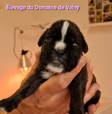 CHIOT Femelle 4