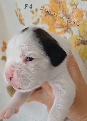 CHIOT Femelle 4
