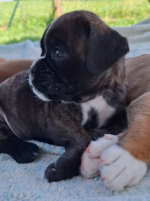 CHIOT Femelle 4