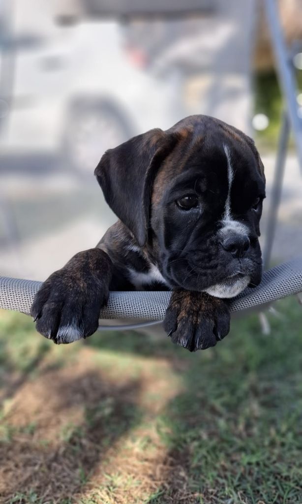Du Domaine De Valny - Chiots disponibles - Boxer