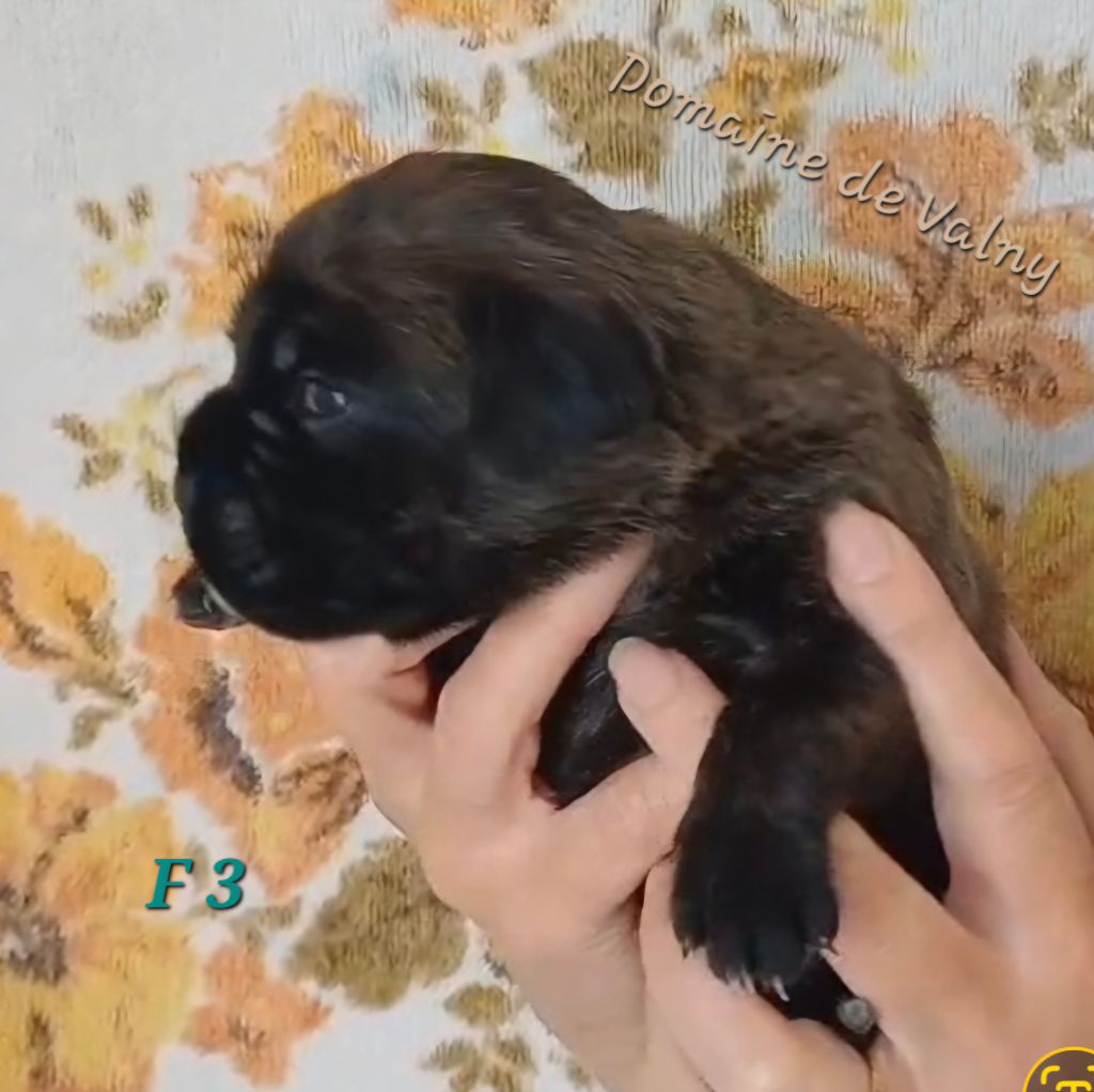 Du Domaine De Valny - Chiots disponibles - Boxer