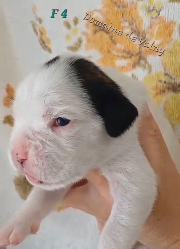 Du Domaine De Valny - Chiots disponibles - Boxer