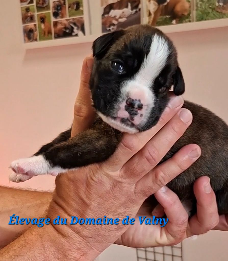 Du Domaine De Valny - Chiots disponibles - Boxer