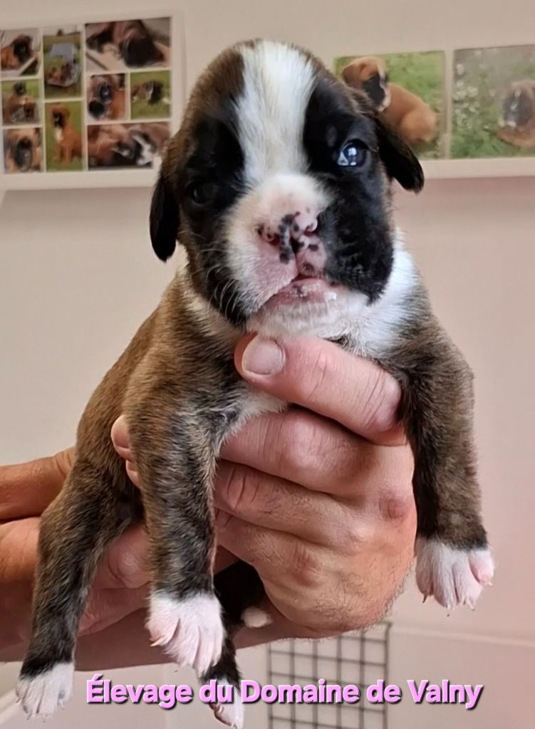 Du Domaine De Valny - Chiots disponibles - Boxer