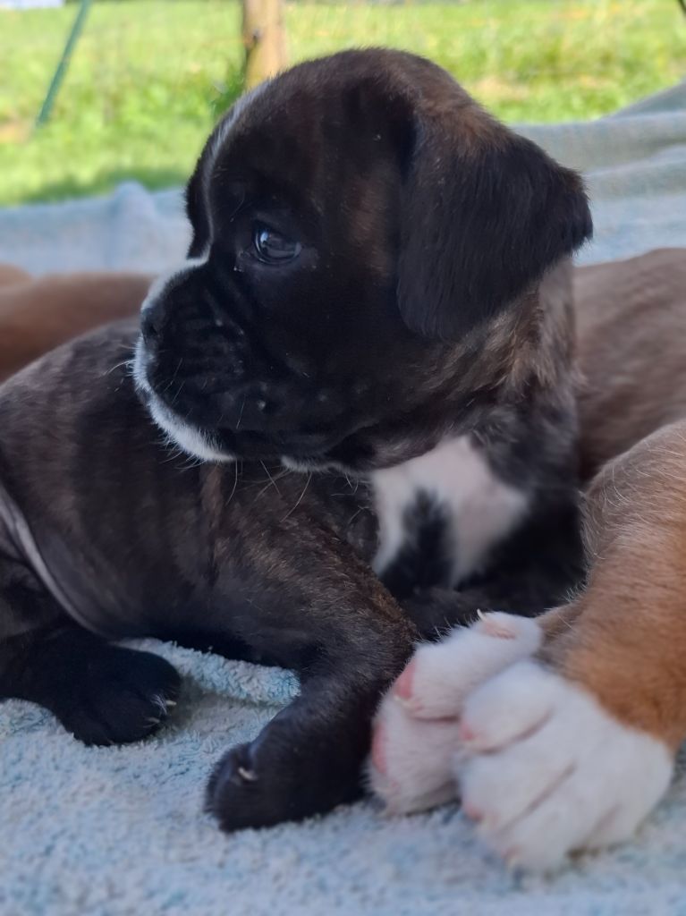 Du Domaine De Valny - Chiots disponibles - Boxer