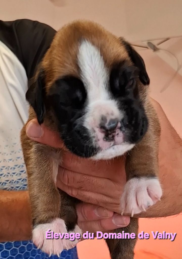Du Domaine De Valny - Chiots disponibles - Boxer