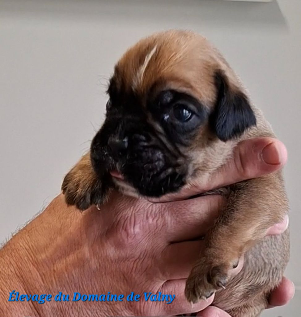 Du Domaine De Valny - Chiots disponibles - Boxer